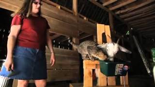 Beth Bohnert and her cashmere goats