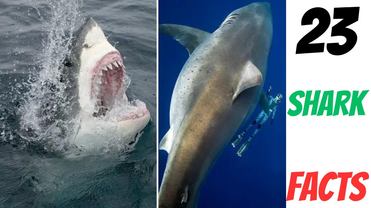 24 Insane Great White Shark Facts