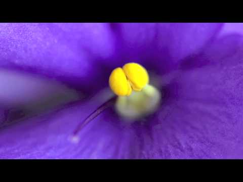 Violet