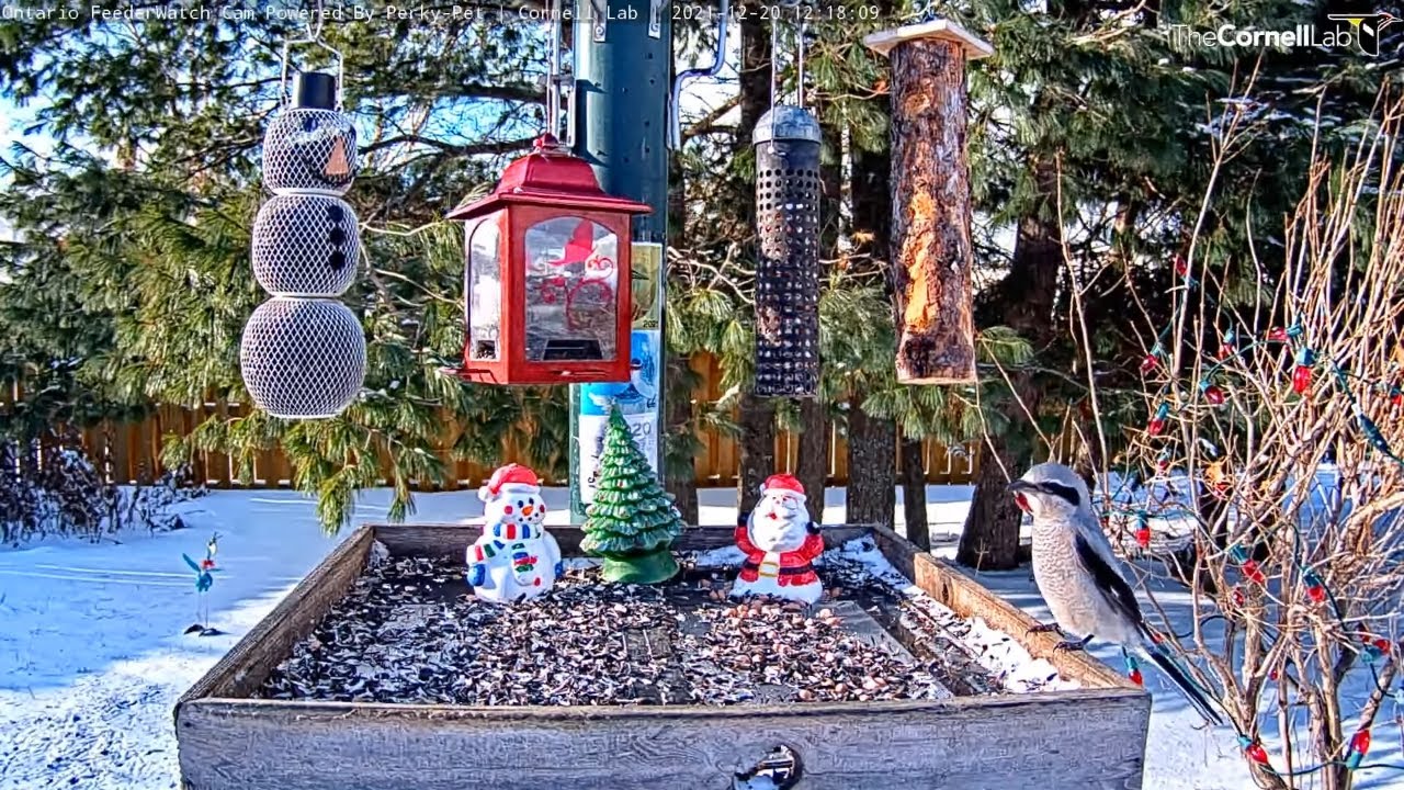 Northern Shrike Interrupts Pine Grosbeaks at Ontario Feeders – Dec. 20, 2021