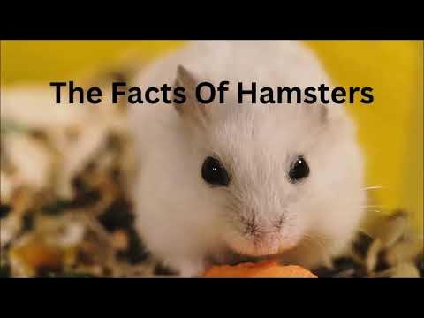 Syrian Hamster - Animal Facts Encyclopedia