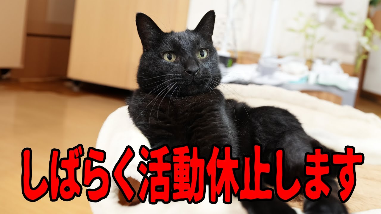 瞑想ねこ　黒猫(〃ω〃) クロ Goodbye Kuro Channel! Until we meet again - YouTube