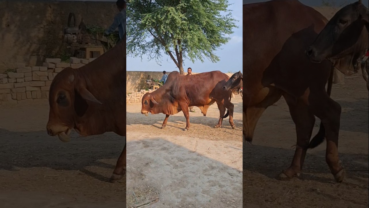 Bigest Bull | Short Video | 