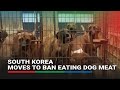 South Korea&#39;s dog meat industry worry prohibition bill could end business | ABS-CBN News