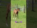 💜Cheyenne💜#Foal #equestrian #horses #horsegirl