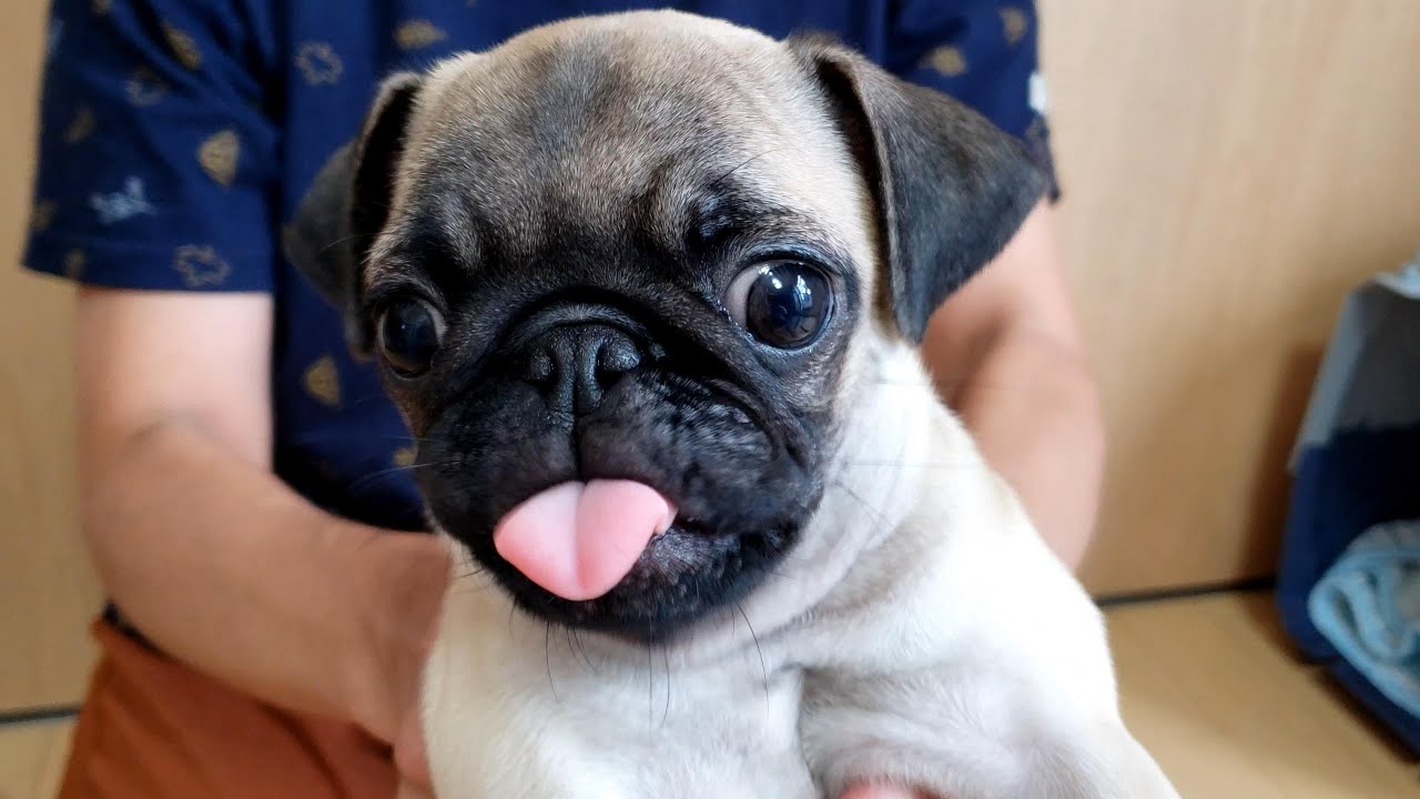 パグ日記3 【子犬が家に来た日】pug - YouTube