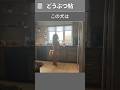 完璧な犬を作ったのに、想定外の問題が出てきた