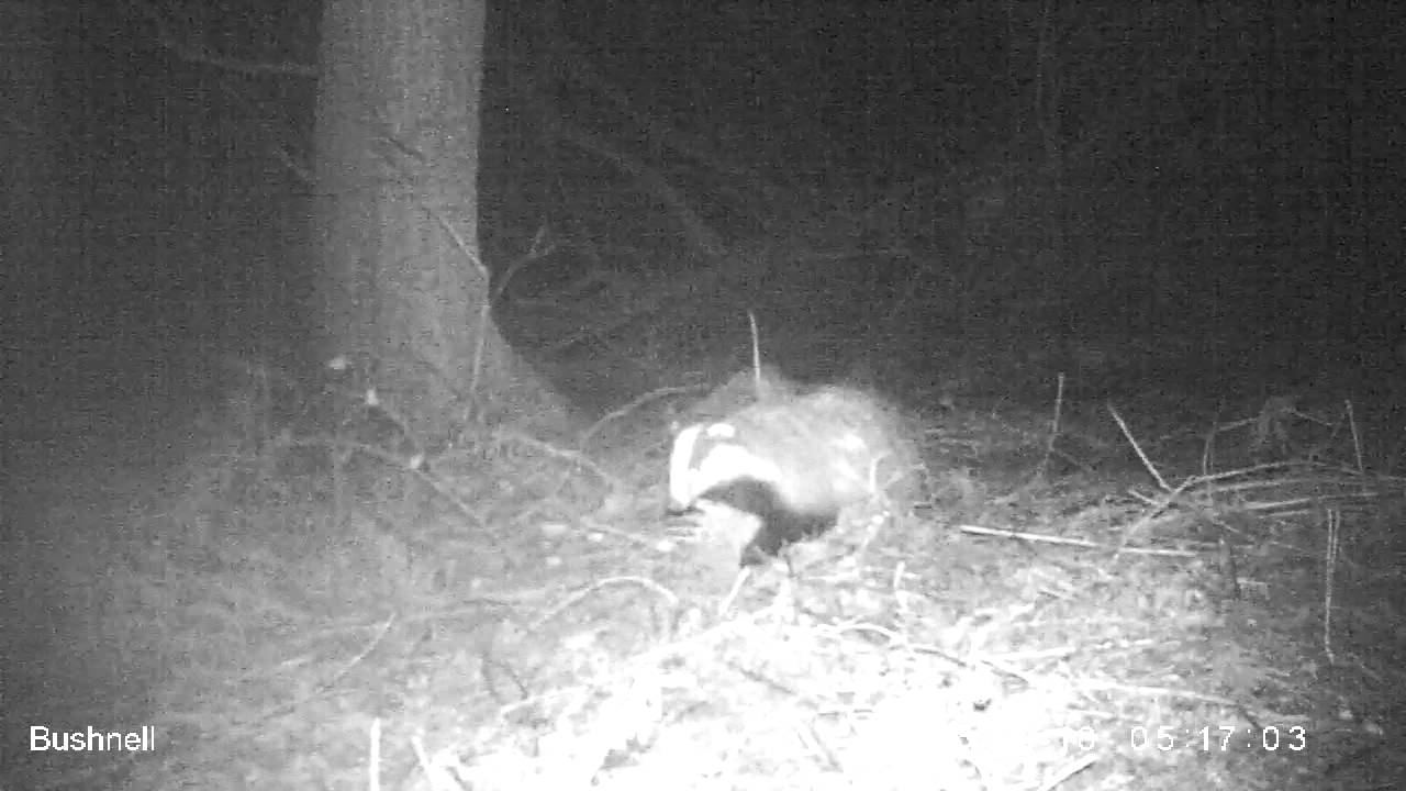 camera iphone 8 plus apk WildTees badger