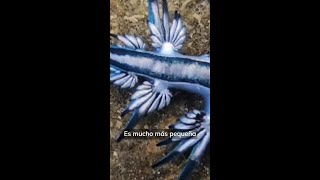 El dragón azul la babosa marina que este verano está cerrando las playas de España #shorts
