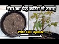 नीम का पेड़ घर पर ऐसे उगाएं 100% सफलता (With Update) | How to Grow Neem from Cutting