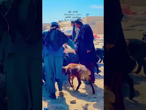 Kandahar Ganj Afghanistan Shorts Short Live Video Viral Beautiful People Amazing Status