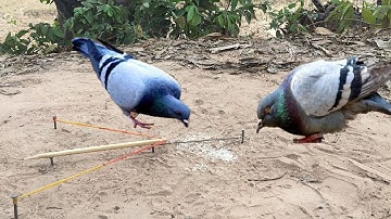 Installing Easy Bird Trap - How To Make Simple Build Bird Trap By Smart Boy