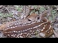 Fawn Deer discovered while spreading some corn.