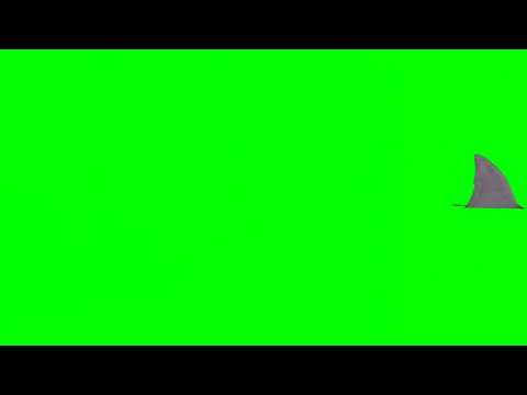 Green Screen Shark video effects