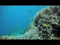 Cod hole great barrier reef australia