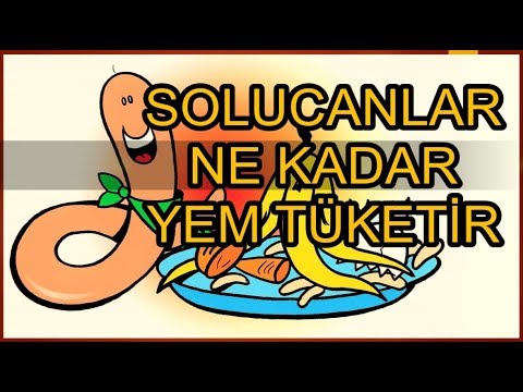 Video: Solucanlar değerli bir gübre kaynağıdır