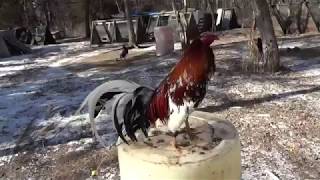 BY REQUEST - Roosters on Cords back at the Old Farm