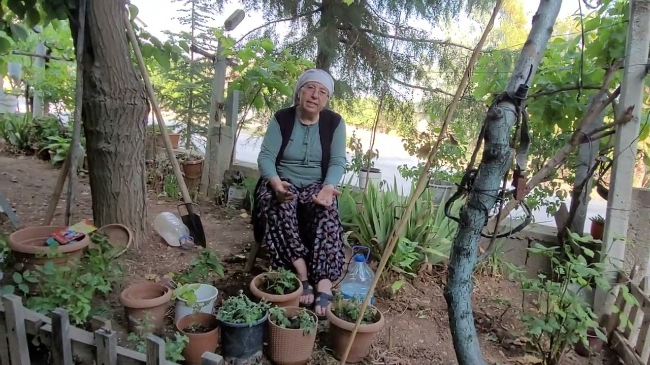 KASIMPATI ÇİÇEĞI TEMMUZDA BILE EKİLIR,DİKİLİR ÜRETILIR