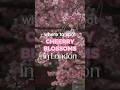 Where to see Cherry Blossoms in London 🌸
