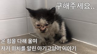 구해줬더니 감사 인사하는 아기 고양이. 사지말고 구조하세요 길고양이 새끼 냥줍