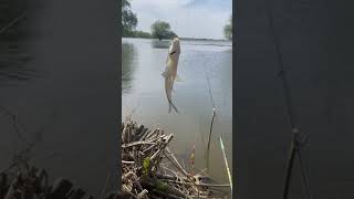 Весенний поплавок! Поклёвки воблы₽ #рыбалка #fishing #вобла #астрахань