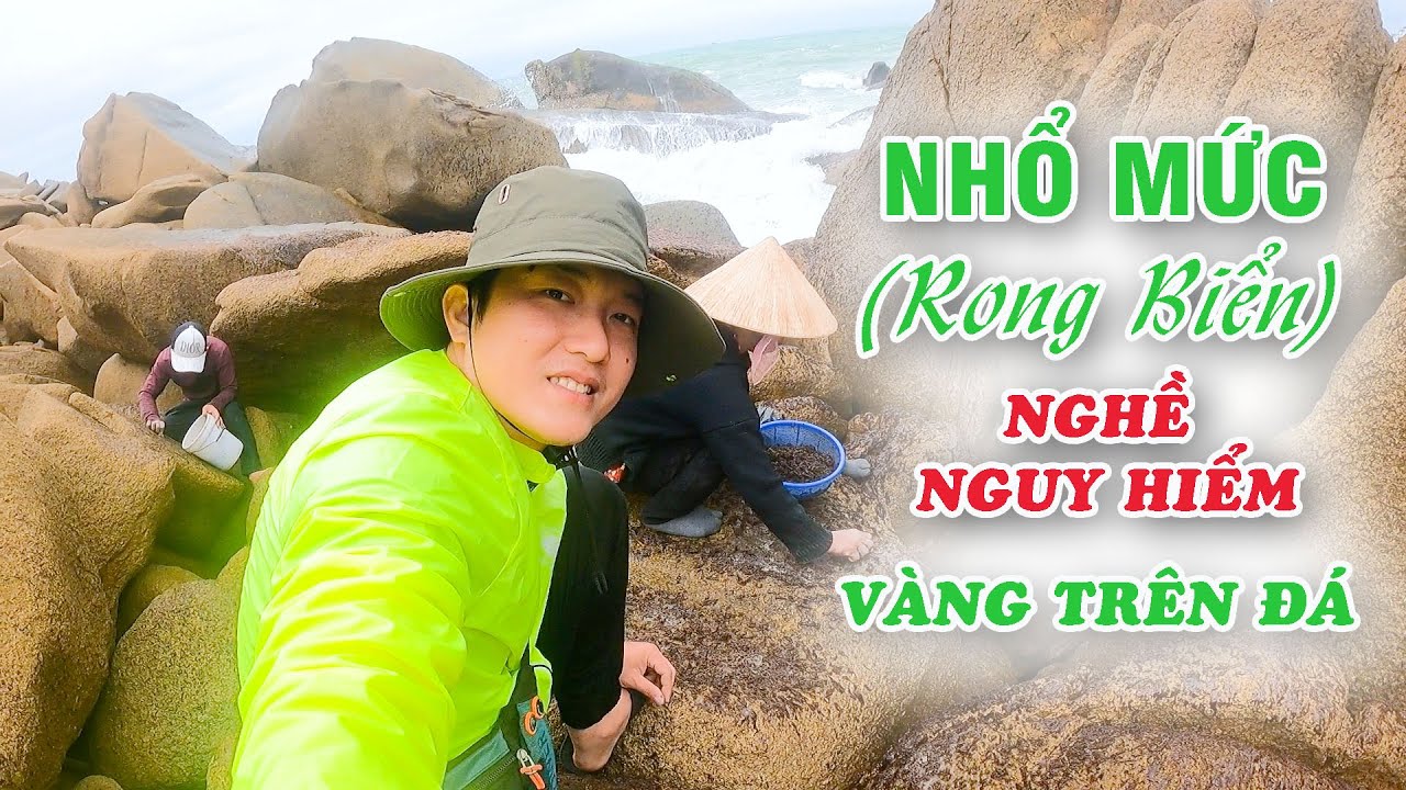 Nhổ rau trên đá (Rong biển - Mức) tại Cửa biển Hòa Lợi - Xuân Cảnh (Phú ...