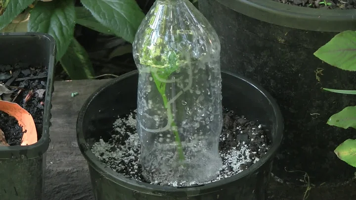 How to Propagate Hydrangeas from Cuttings - Rooting Hydrangea Cuttings Step by Step - DayDayNews