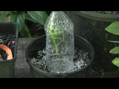 Video: Reproduction Of Phlox By Cuttings: How To Propagate Them In The Summer In July And August? Step-by-step Instructions For Grafting