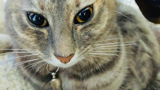 Divertidos y Adorables GATITOS 😻 by Mosque Gatitos 125 views 3 years ago 3 minutes, 1 second