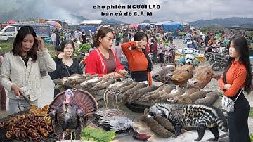 Độc Đáo Chợ Phiên Nậm Cắn Bên Nước Lào Bán Toàn Đ.ộng V.ật Hoang Dã | Tôi Người Vùng Cao