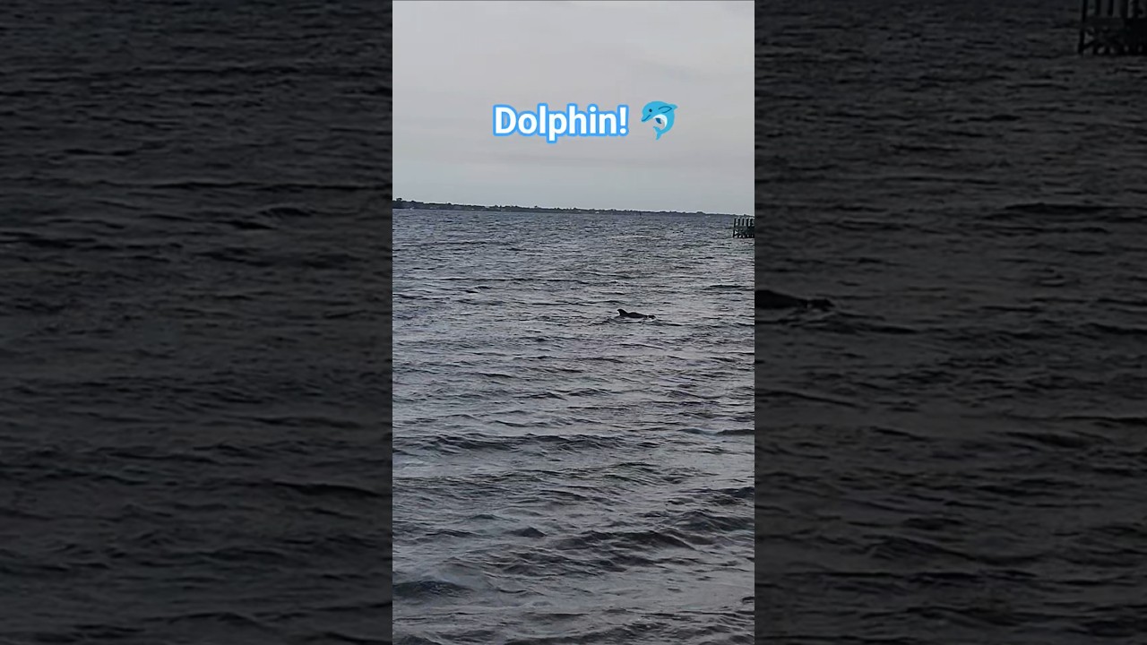 Saw a dolphin swimming by 🐬🤩