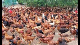 Cara ternak ayam kampung | ternak dilahan sempit tanpa bau#ternakayam#kangtoharae. 