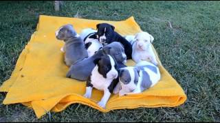 Staffordshire Terrier (Amstaff) Adorable Puppies Compilation  Cuteness Overload