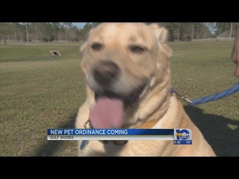 Video: Er strendene ved Gulf Shore hundevennlige?