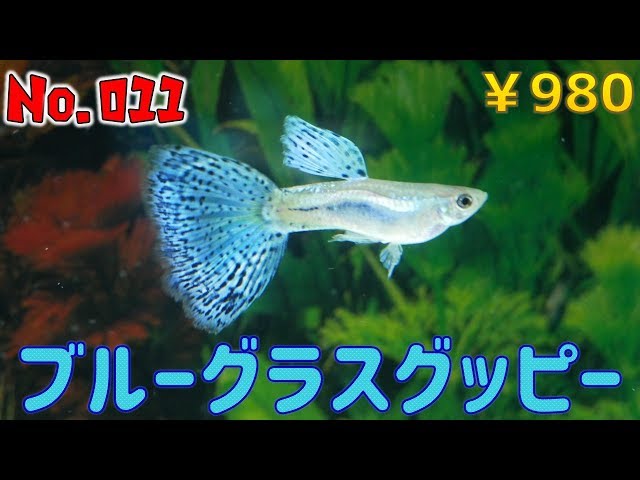 生体紹介 No 011ブルーグラスグッピー ふぶきテトラ Youtube