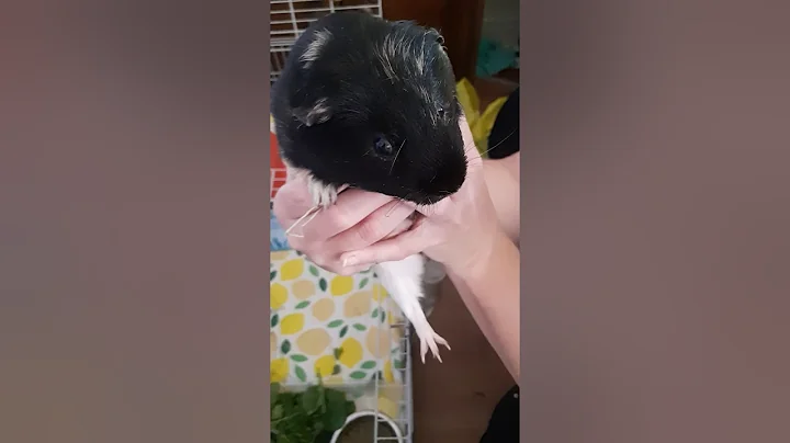 Guinea Pig Cage Cleaning - How to On a Budget, DIY