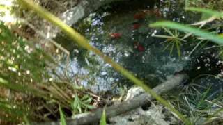 Laghetto Tartarughe E Carpe Koi