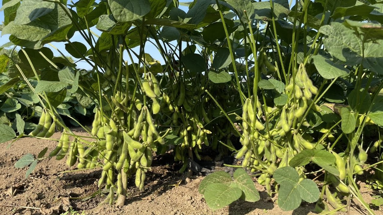 【枝豆栽培】夏に蒔いて秋に収穫できる、朝の涼しい時間に３０分で出来る枝豆の育て方　23/7/5
