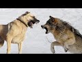 KANGAL VS LOBO CINZENTO (REALIDADE)