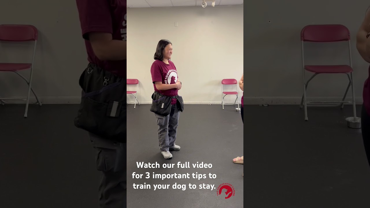 Training your dog to STAY 