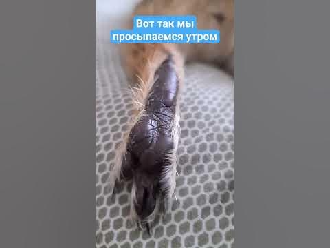 Девочки спят - YouTube