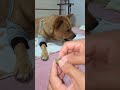 20260612 껌먹는 따야 Ddaya eats gum🥰#왕크왕귀 #진도믹스 #황구 #시고르자브 #댕댕이 #힐링 #위로 #펫로스 #7080 #무반주노래