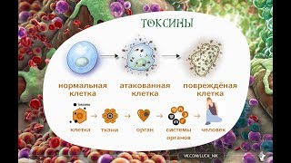 ВЫВЕДЕНИЕ ШЛАКОВ и ТОКСИНОВ из ОРГАНИЗМА это ПЕРВОСТЕПЕННАЯ ЗАДАЧА при лечении. СПОСОБЫ ОЧИЩЕНИЯ ВЫВЕДЕНИЕ ШЛАКОВ и ТОКСИНОВ из ОРГАНИЗМА это ПЕРВОСТЕПЕННАЯ ЗАДАЧА при лечении. СПОСОБЫ ОЧИЩЕНИЯ