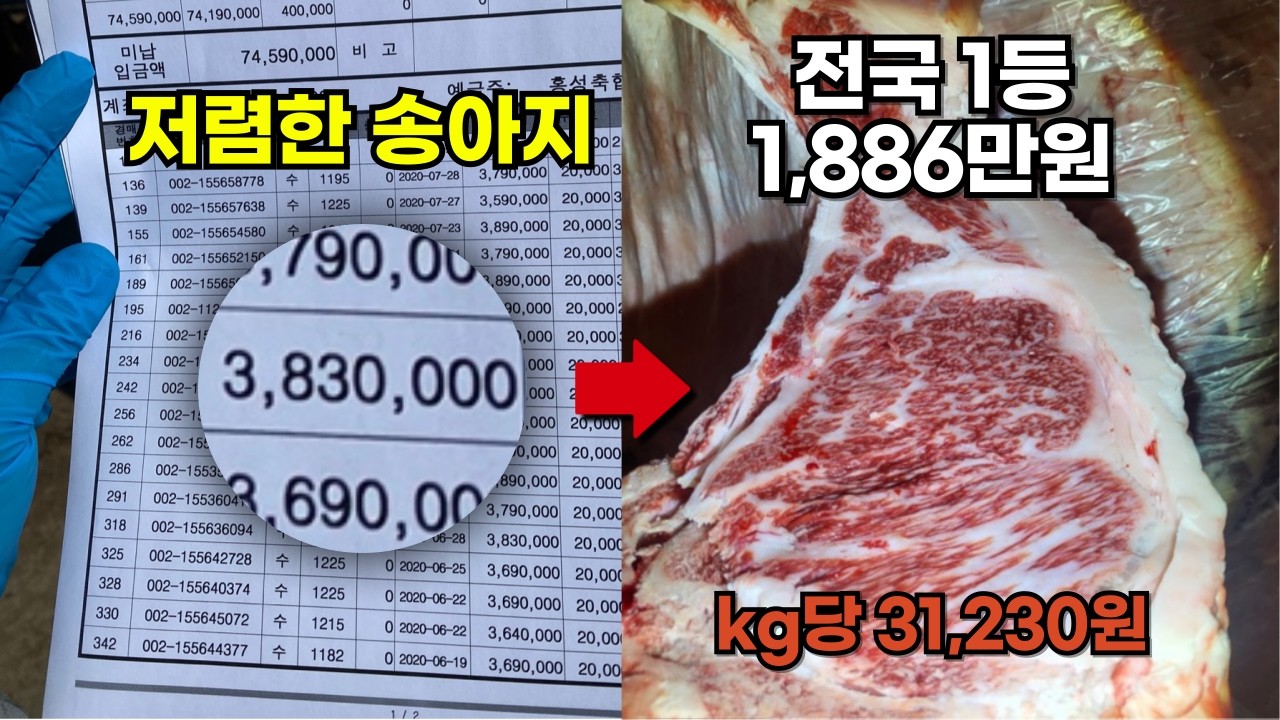 비싼 '좋은 송아지' 없어도 상위 10% 농장되는 법 [경기TMR 사료] - 한우 TMF 발효사료/자가배합