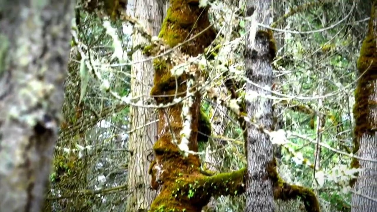 Mount Pisgah Hike: Discover This Hidden Gem In Eugene Oregon | Stunning Nature Videography