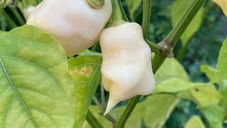 White Trinidad Scorpion Pepper | Tyler Farms