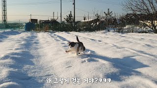 The cat is walking strangely because it snowed a lot