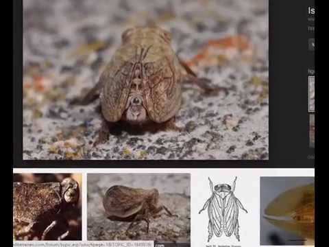 Video: Agalmatium эки канаттуу - петрушка менен жалбыздын душманы
