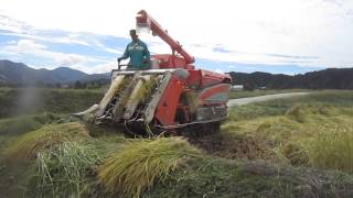 【結婚内祝いのお米】平成25年産 新潟産コシヒカリ 特別栽培米の稲刈り風景