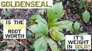 Goldenseal, Is The Yellow Root Worth It's Weight In Gold?